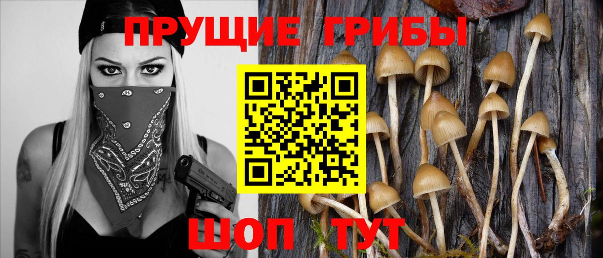 Заволжье  Псилоцибиновые грибы Psilocybine cubensis  Вход с VPN 