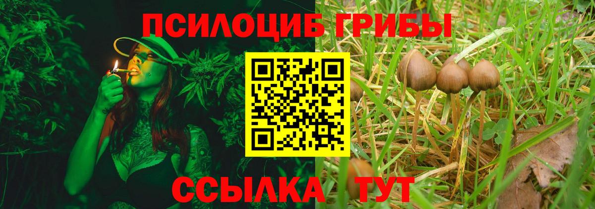 Псилоцибиновые грибы Cubensis Заволжье